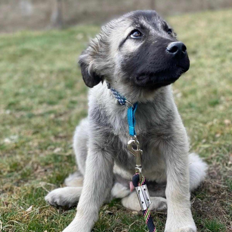 Otto