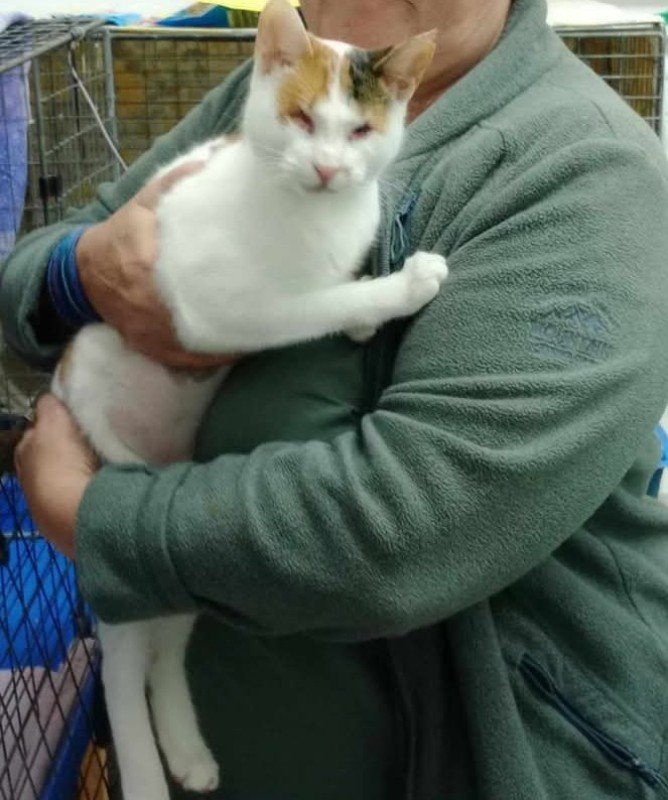 Mama Miaow