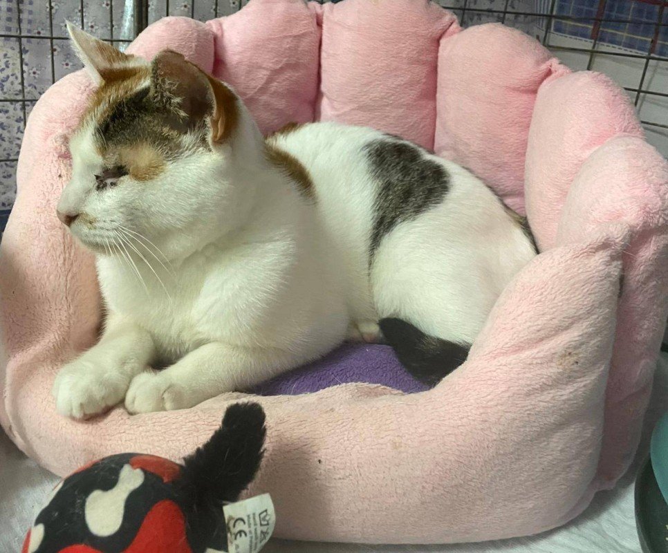 Mama Miaow
