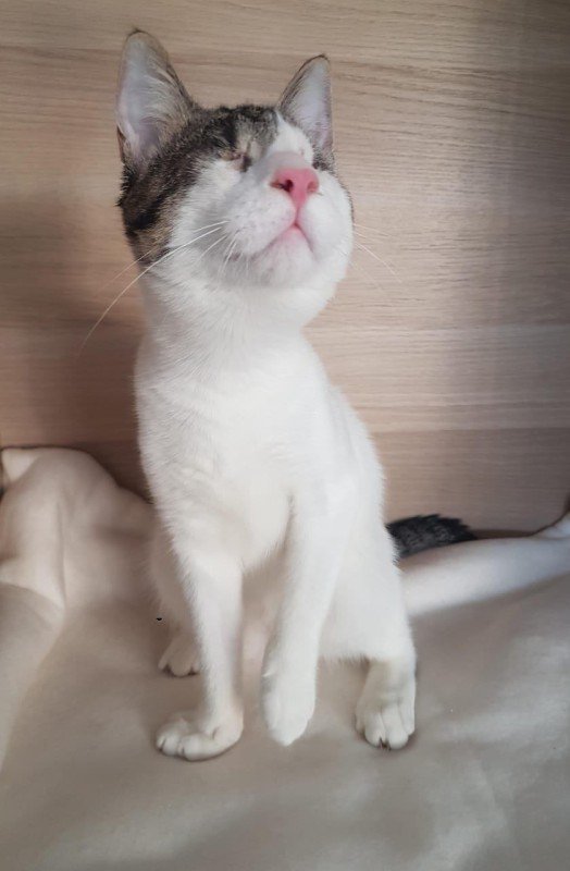 Azuki