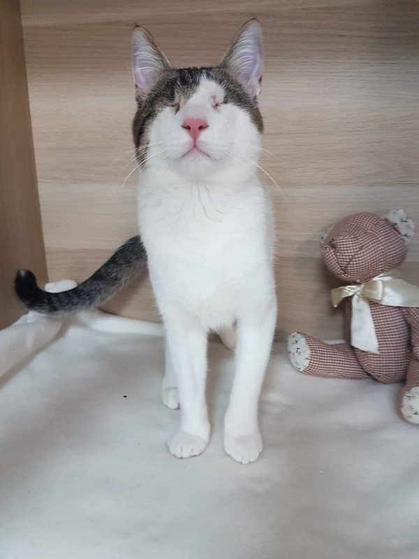 Azuki