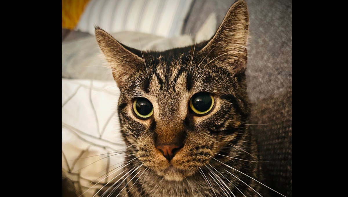 Chip