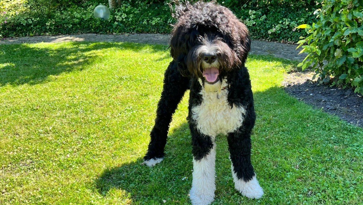 Freddie