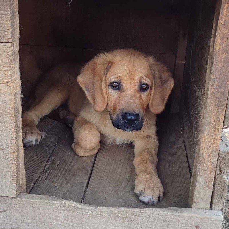 Winston