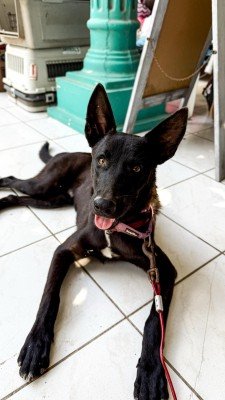 Fonzie