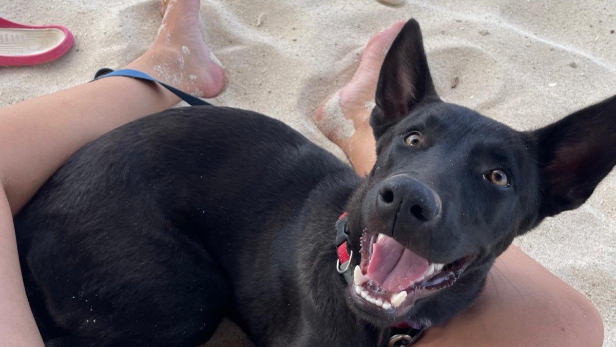 Fonzie