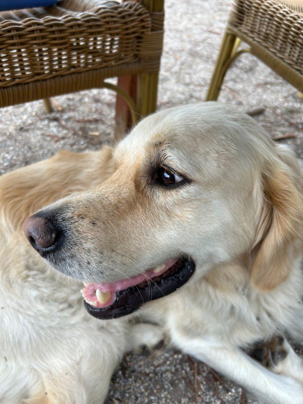 Buddy