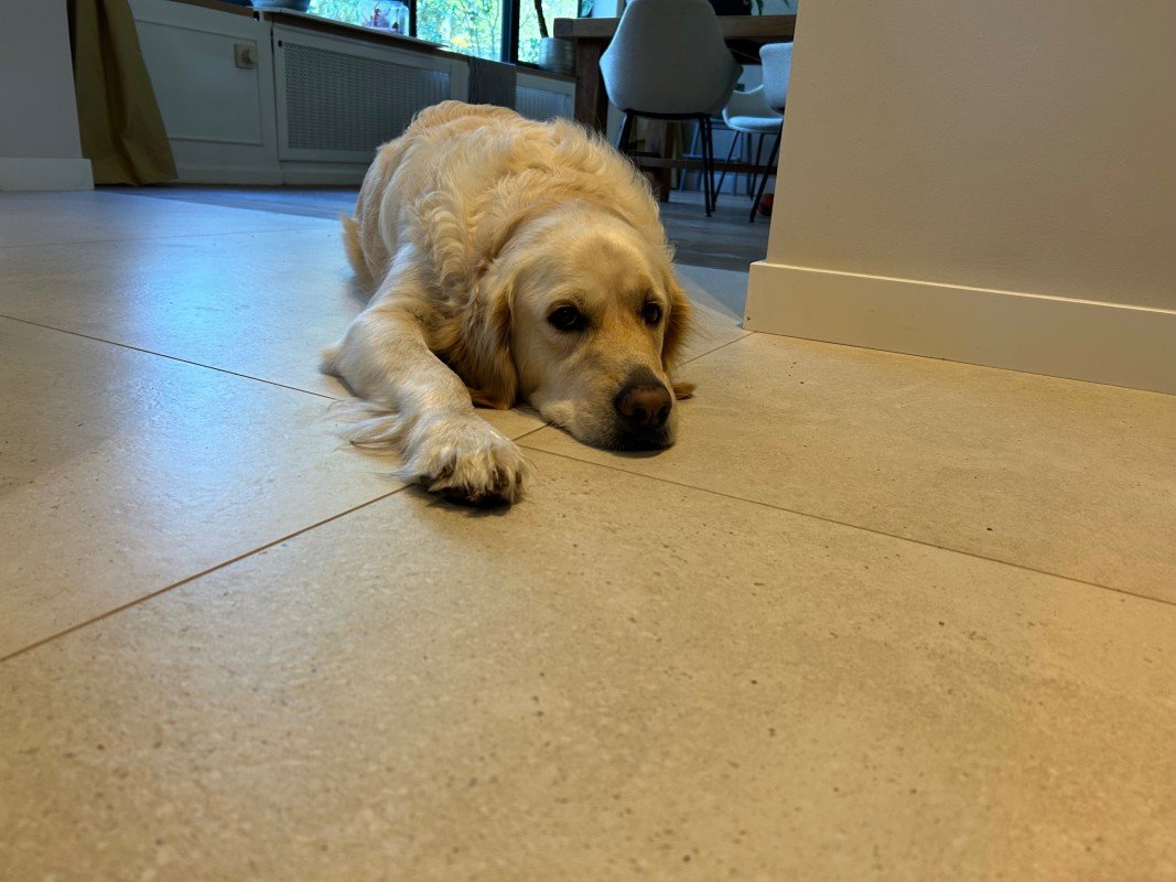 Buddy