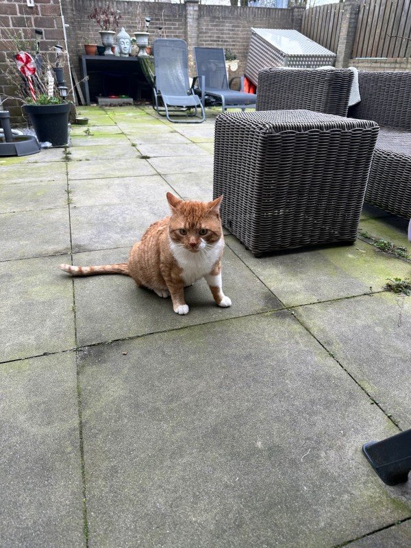 Simba