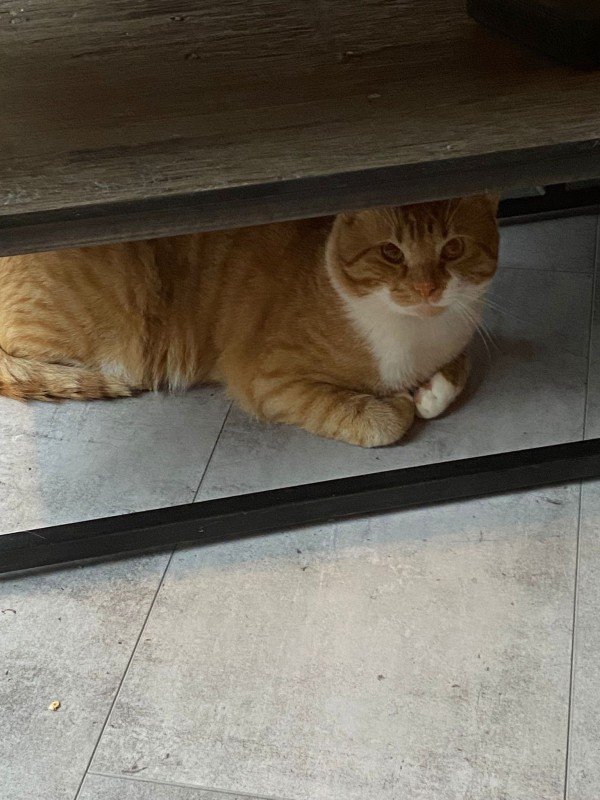 Simba