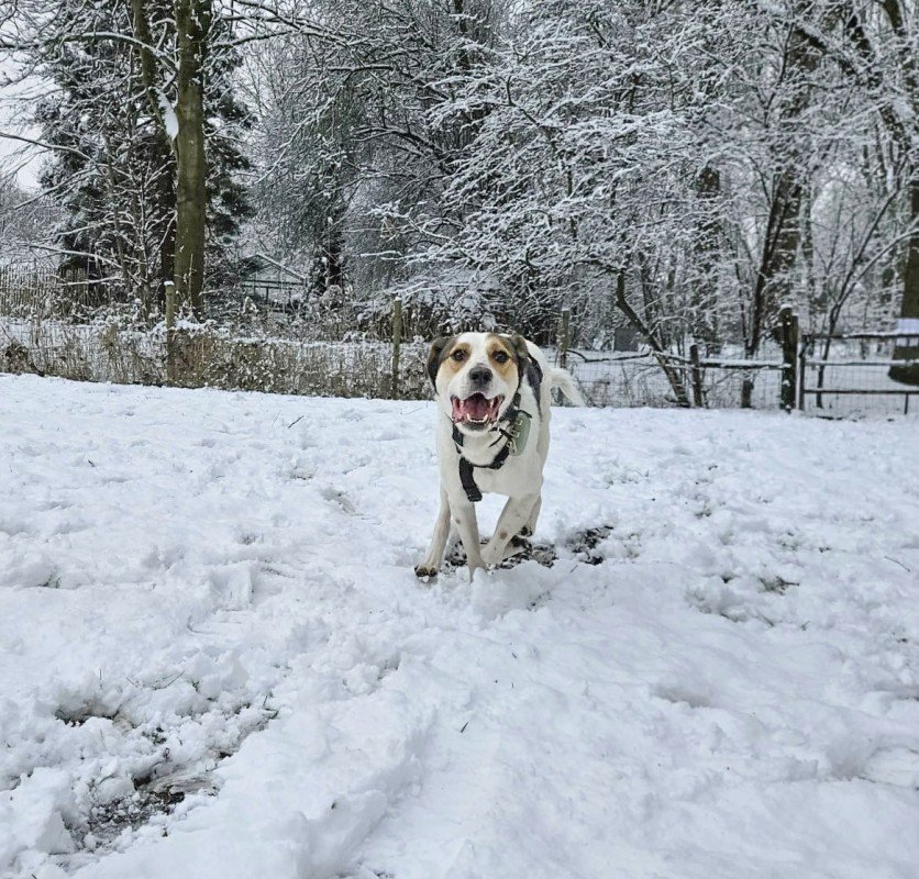 Luca