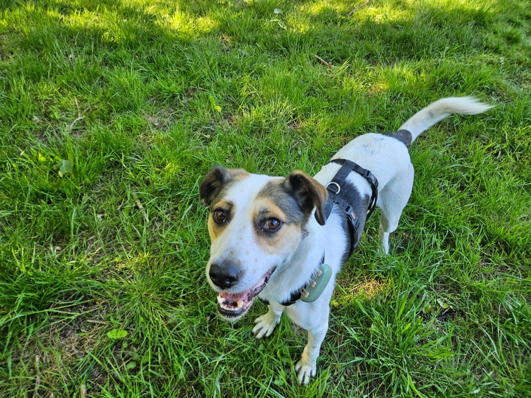 Luca