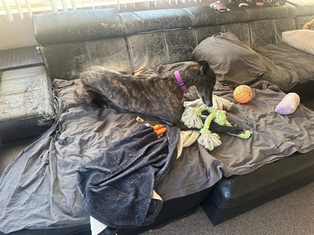 Mau
