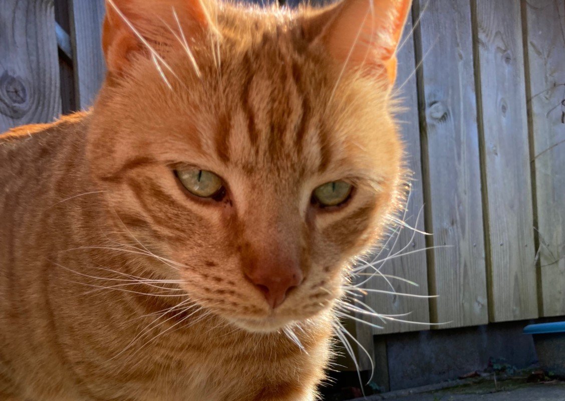 Joep