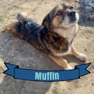 Muffin