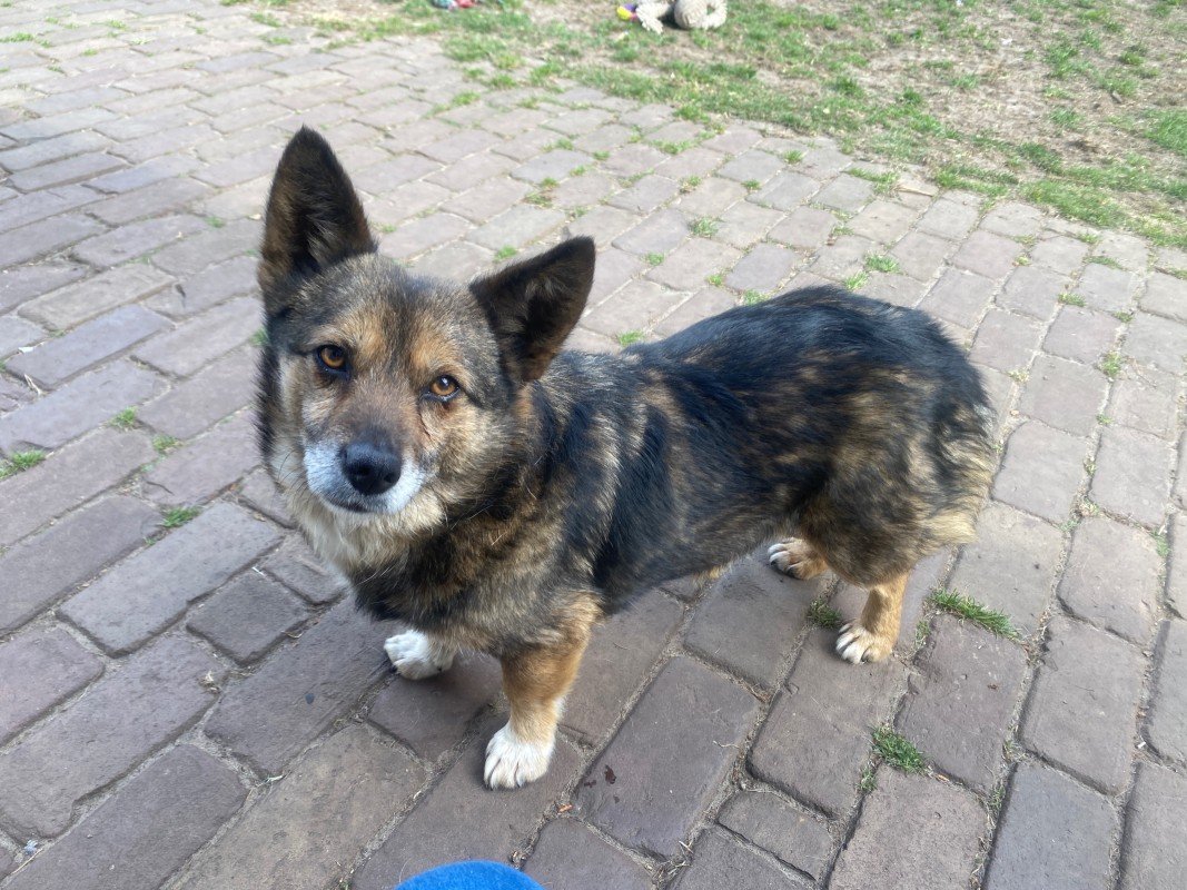 Muffin