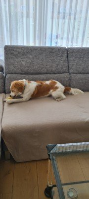 Ginger