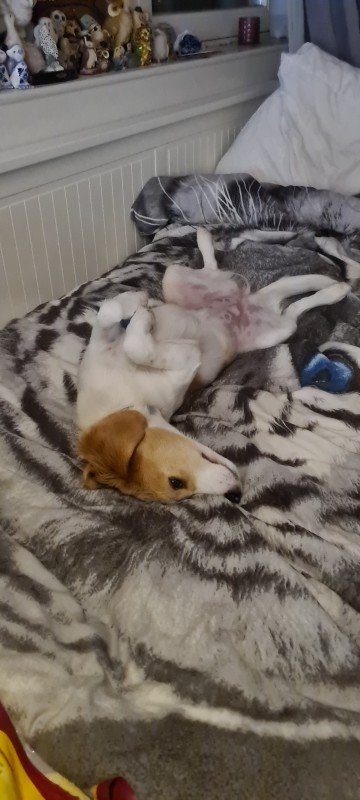 Ginger