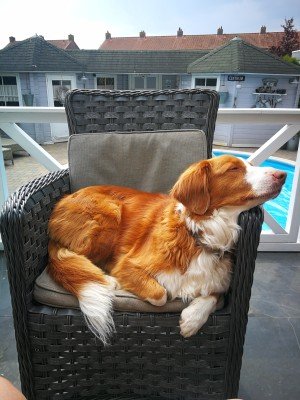Luca