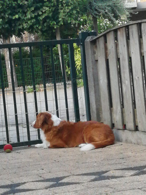 Luca