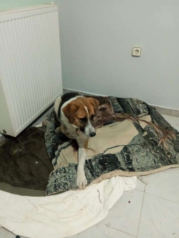 Carlos