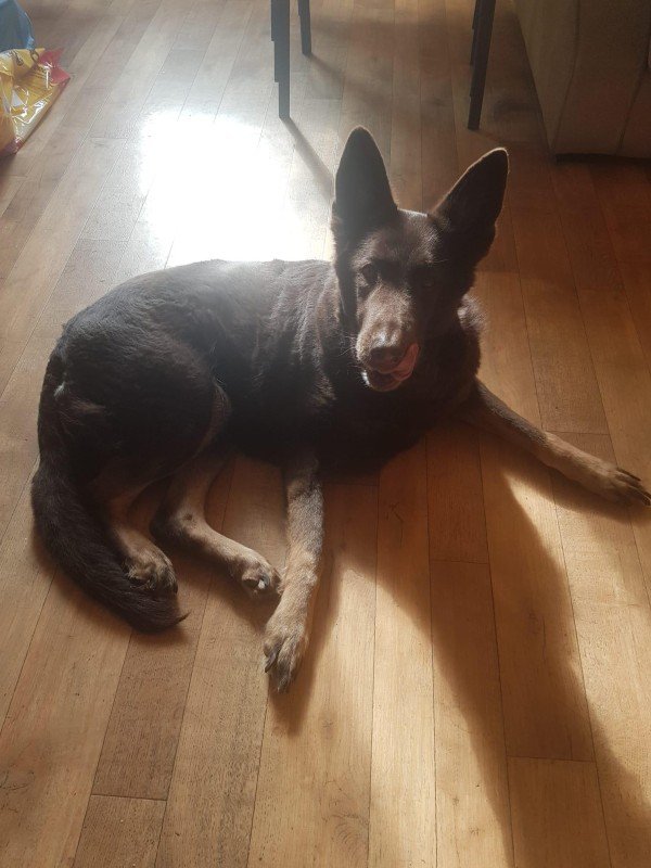 Raika