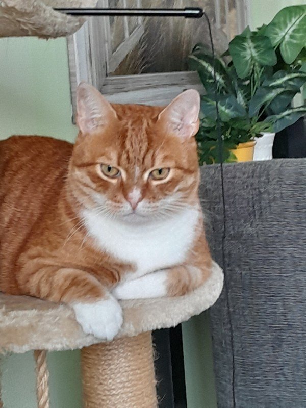 Vriend