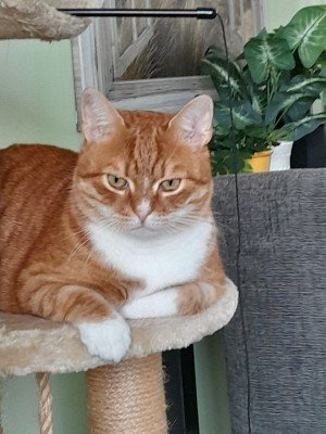 Vriend