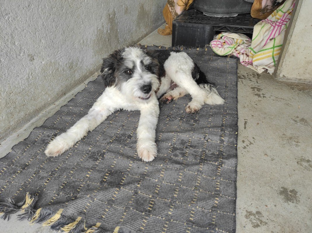 Benji