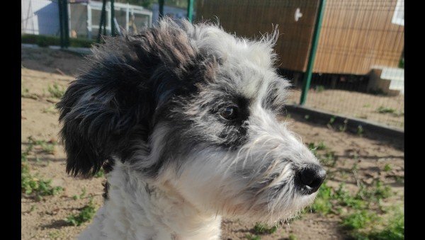 Benji