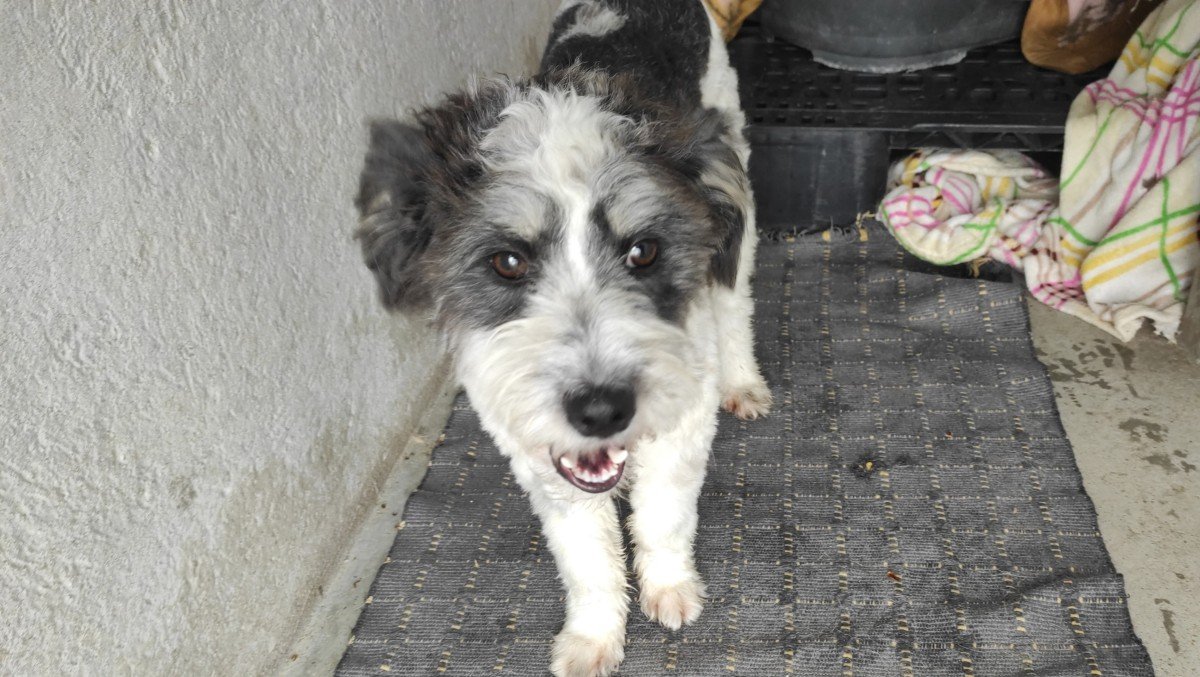 Benji