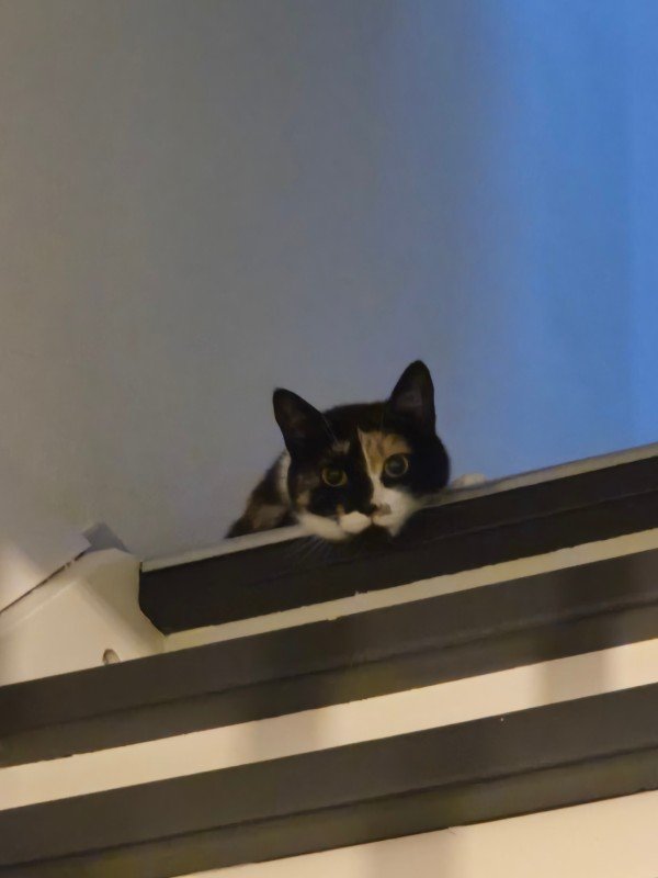 Luci