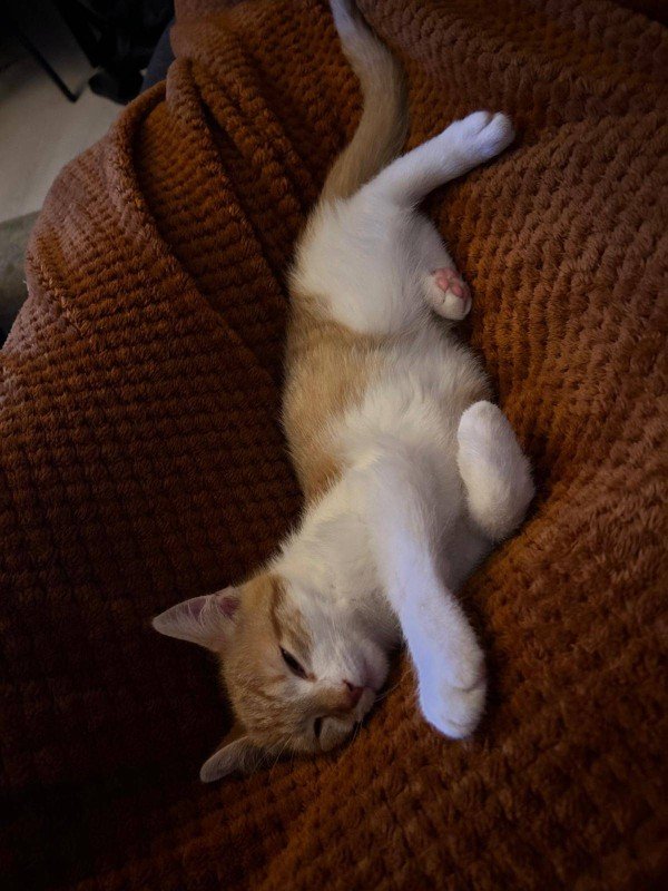 Ollie