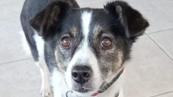Pip