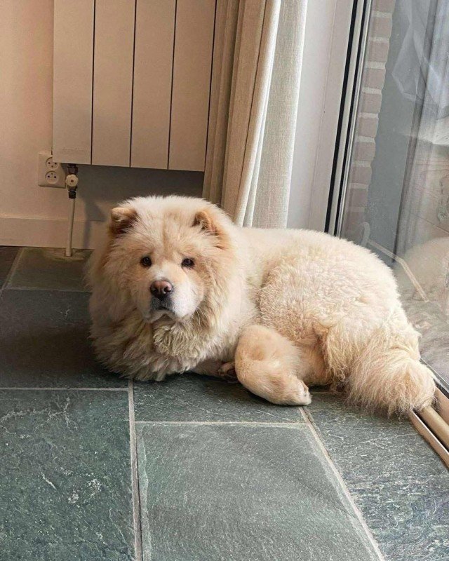 Balou