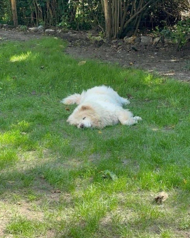 Balou