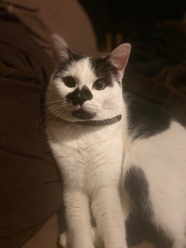 Tijger