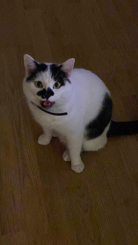 Tijger