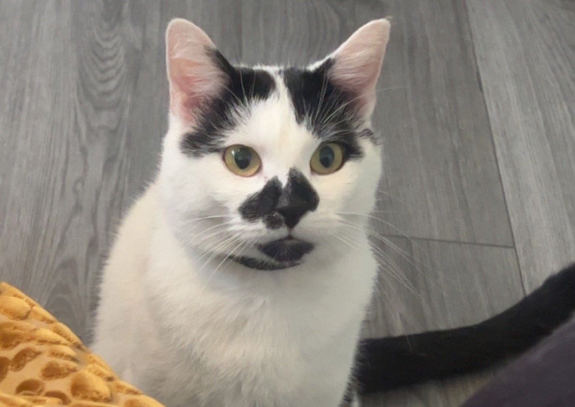 Tijger