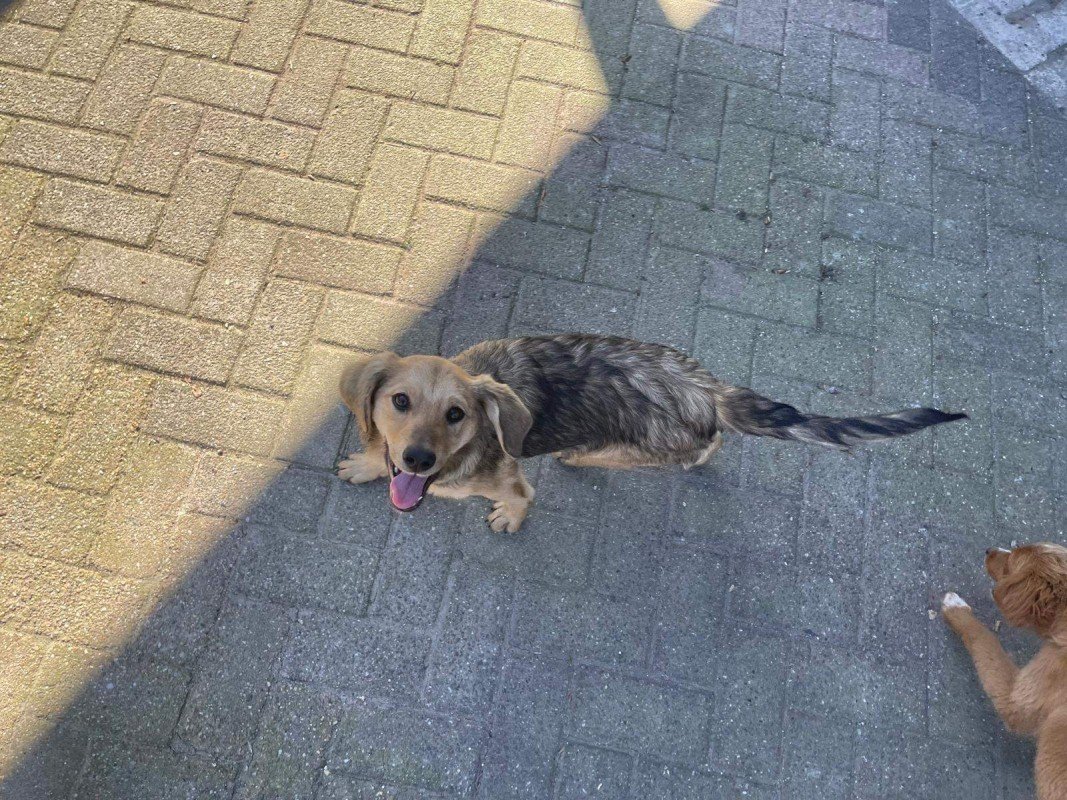 Zoi