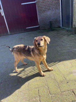 Zoi