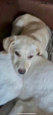 Jolie