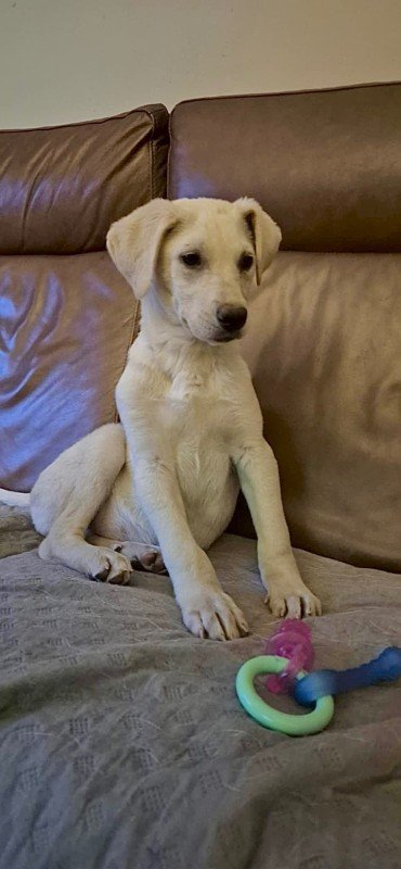 Jolie