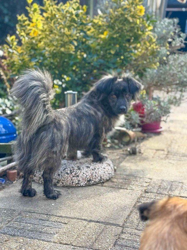 Pedro