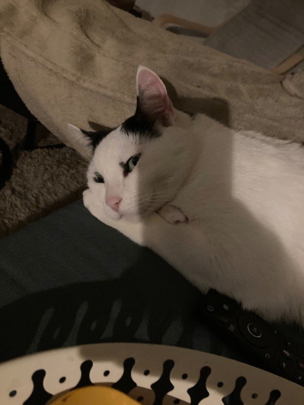 Loki