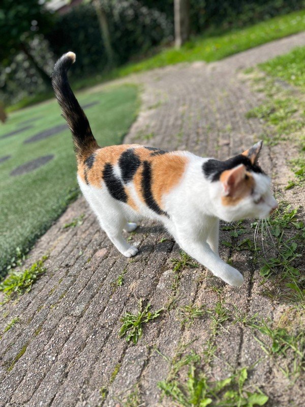 Pebbles