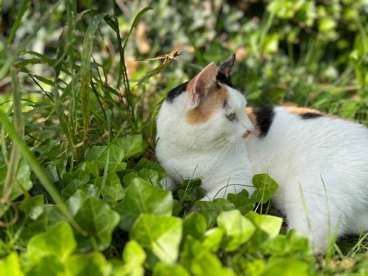 Pebbles