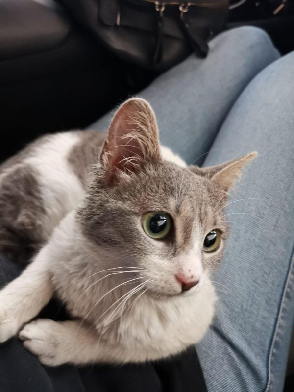 Zelda