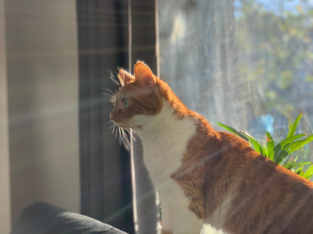 Keesje