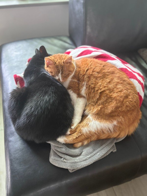 Keesje